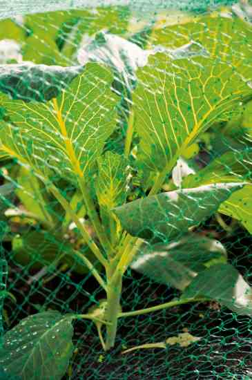 The fruit of trees such as plums, cherries, and peaches is a magnet for many birds, while brassicas can be targeted by pigeons. If you’re really bothered, you may have to net the trees or plants at vulnerable times.